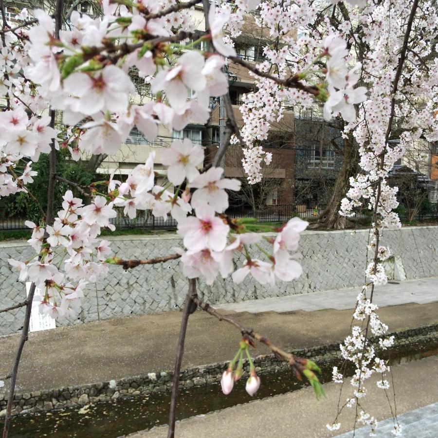 Sanzen Ya Kyoto さんぜんやきょうと- Cozy Art Space For Lover Of Travel - Extérieur photo